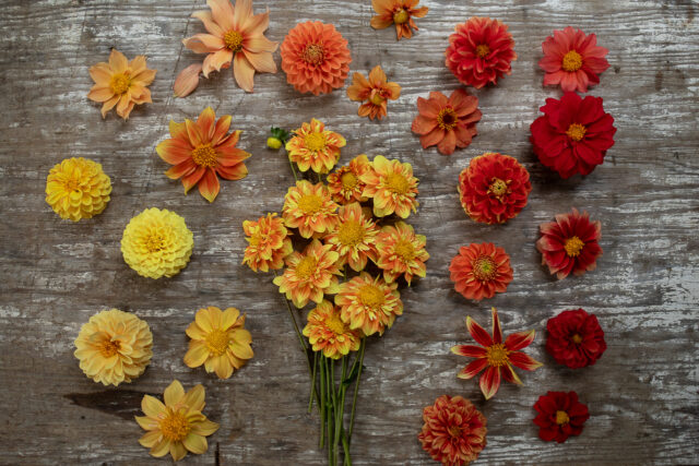 Dahlia Coseytown Honeypot και Babies Overhead