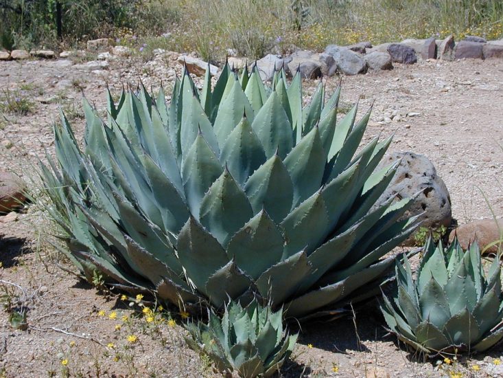 Big Agave Plant που αναπτύσσεται στην έρημο