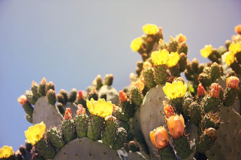 Κίτρινο και πορτοκαλί φραγκοστάφυλο Cactus ανθίζει στον ήλιο