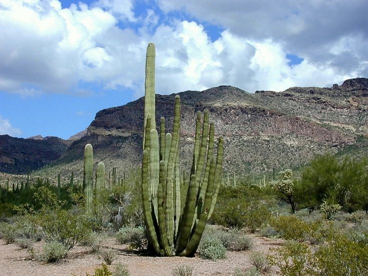 Cactus σωλήνα οργάνων σε ένα τοπίο της ερήμου