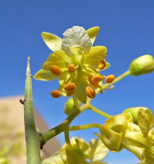 Κλείστε το κίτρινο Parkinsonia microphylla λουλούδι