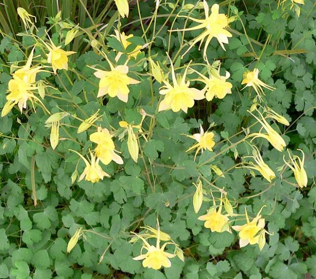 Τα χρυσά λουλούδια Columbine μεγαλώνουν έξω