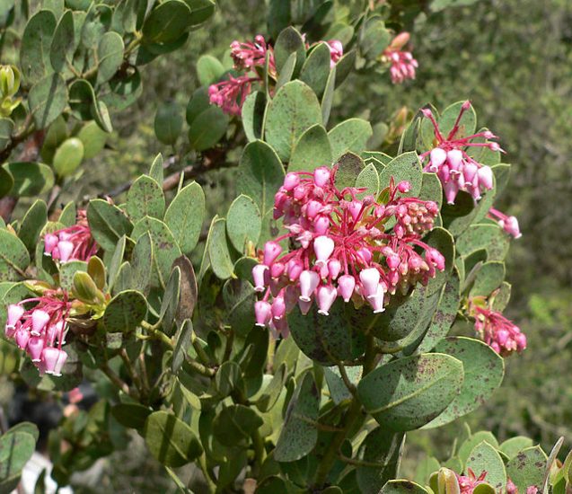 Pink Pringle Manzanita Λουλούδια που μεγαλώνουν έξω