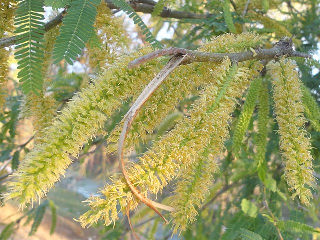 Κλείστε το δέντρο Prosopis