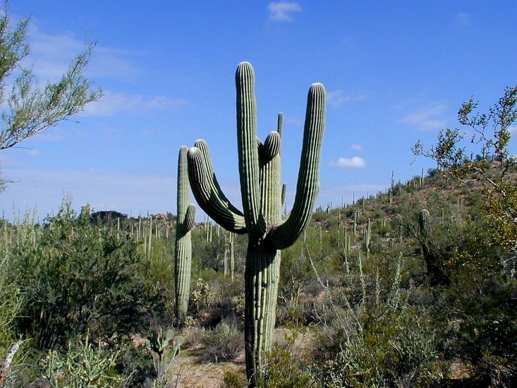 Saguro Cactus στέκεται σε μια έρημο