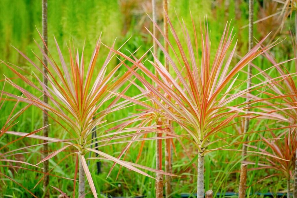 Μια συλλογή από φυτά Dracaena Marginata Geowing σε εξωτερικούς χώρους στα εγγενή τους ενδιαιτήματα