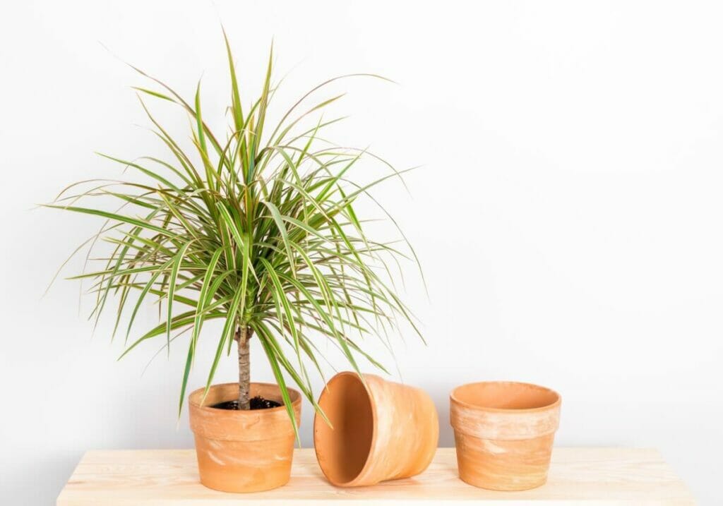 Ένα εργοστάσιο Dracaena marginata σε ένα πηλό πηλό σε εσωτερικούς χώρους