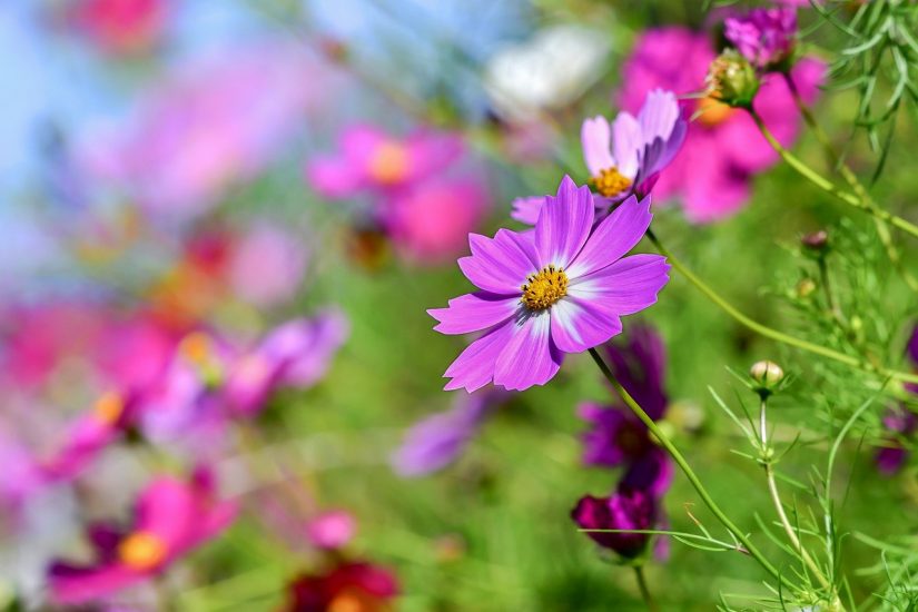 Το Purple Cosmos Flower αναπτύσσεται παράλληλα με άλλες ποικιλίες