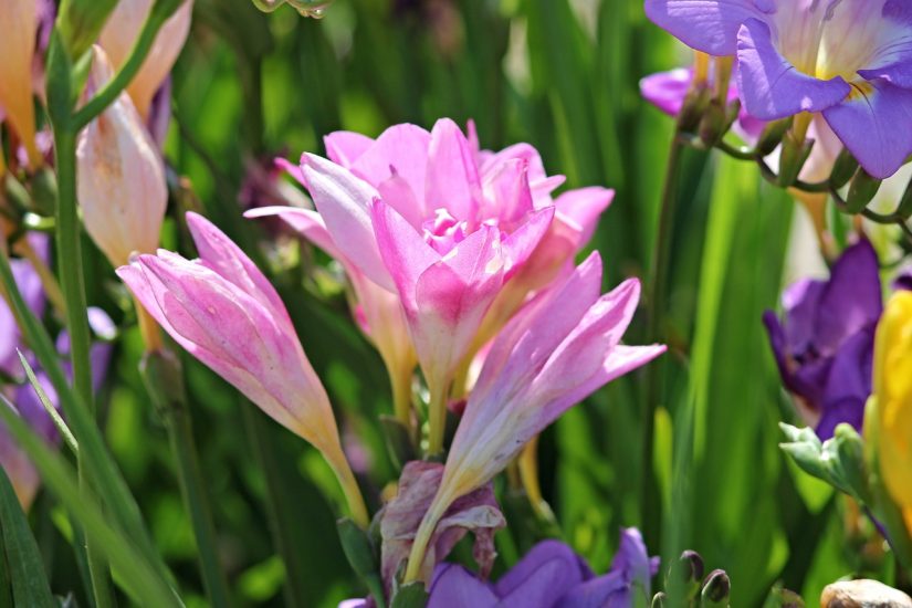 Το Pink Freesia ανθίζει σε έναν κήπο