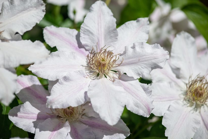Κλείστε τα λευκά λουλούδια Clematis