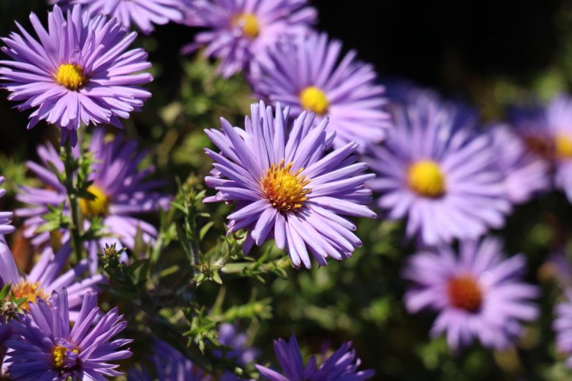 Violet Asters που αναπτύσσονται έξω στον ήλιο.