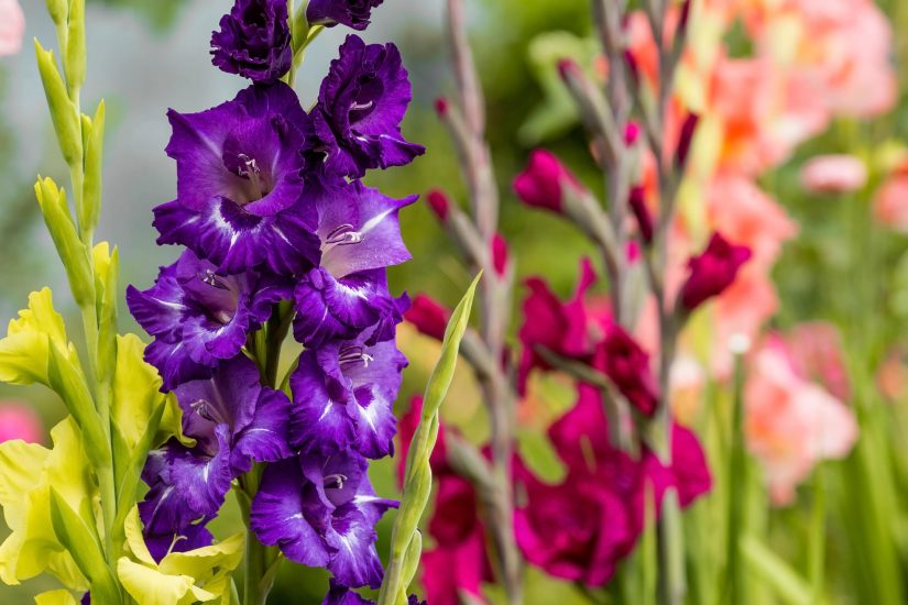 Το κοντινό πλάνο των μοβ λουλουδιών Gladiolus ανθίζει έξω