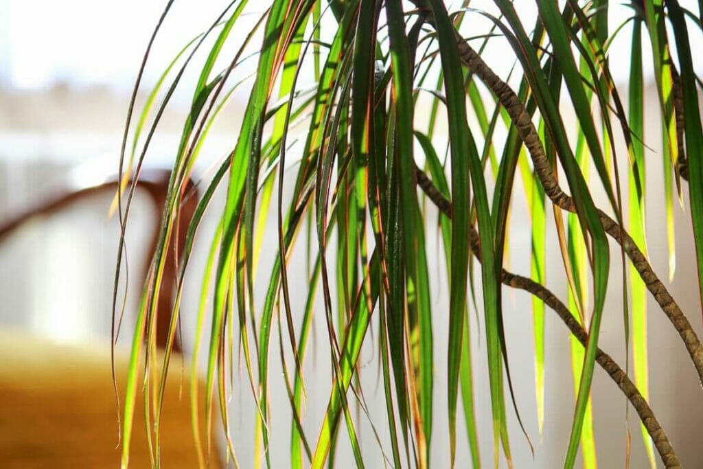 Σημάδια ότι το dracaena marginata δεν έχει θρεπτικά συστατικά