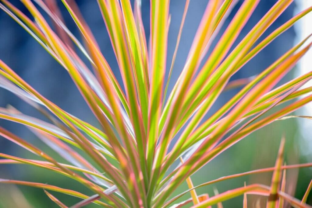 Το καλύτερο λίπασμα για τα φυτά Dracaena Marginata