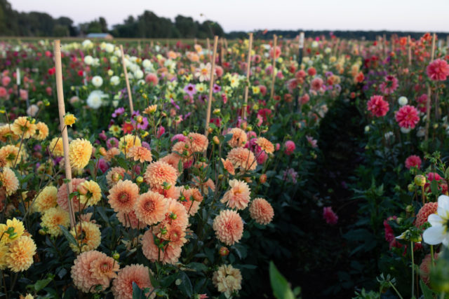 Πεδίο Dahlias στο Floret Flower Farm