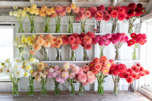 Τα ράφια των Dahlias Cut Breeding στην οθόνη στο Floret Studio
