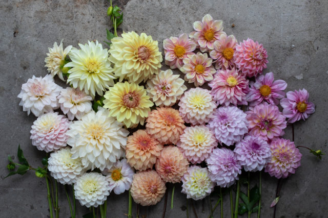 Πάνω από το κεφάλι της εκτροφής Floret Dahlias