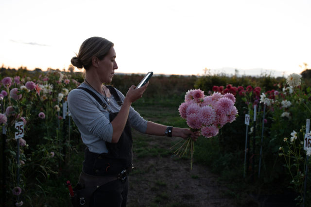 Η Erin Benzakein φωτογραφίζει μια χούφτα Dahlias αναπαραγωγής στον τομέα