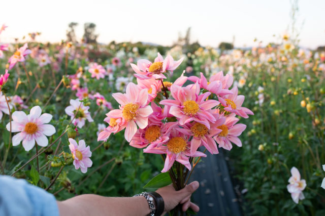 Μια χούφτα Floret Dahlias