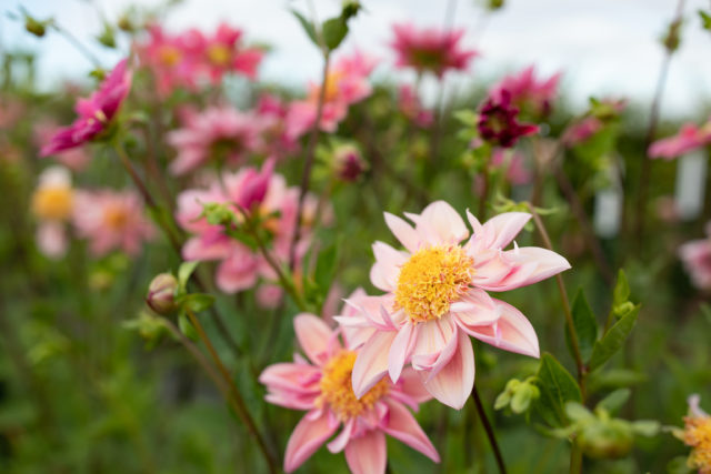 Floret Breeding Dahlia που αναπτύσσεται στον τομέα