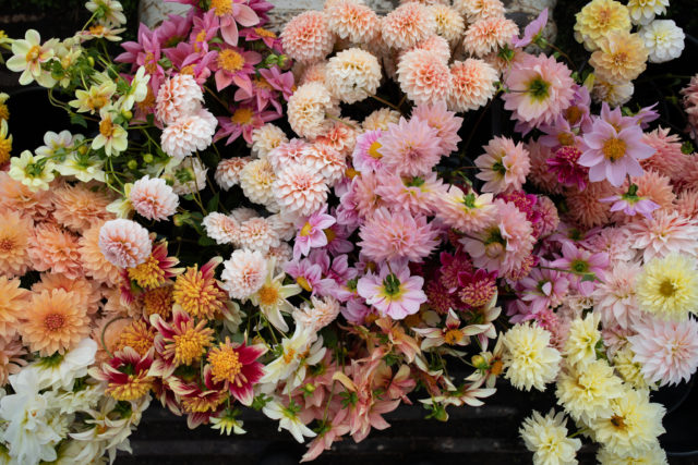 Πάνω από το κεφάλι των κουβάδων της εκτροφής Floret Dahlias