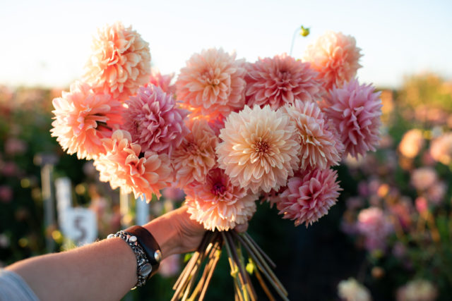 Μια χούφτα dahlias αναπαραγωγής floret στον τομέα