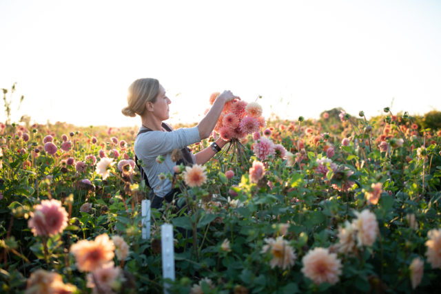 Η Erin Benzakein οργανώνει μια χούφτα Dahlias στο Floret Field