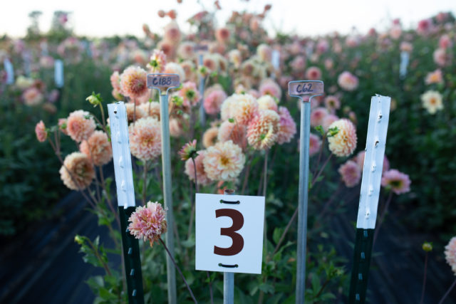 Μια σειρά από αναπαραγωγικά dahlias στο πεδίο Floret
