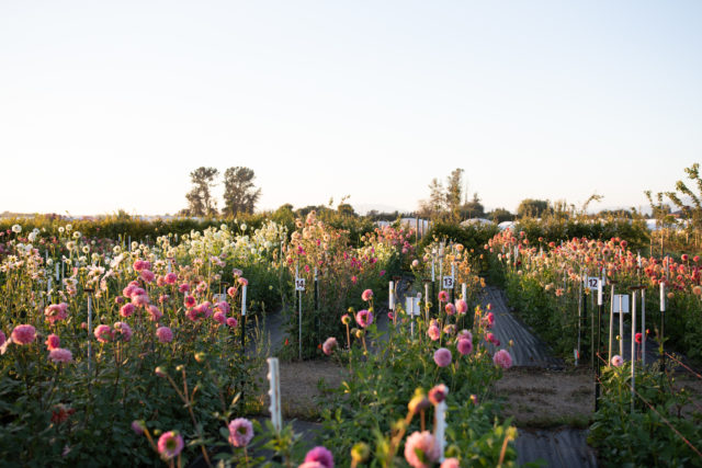 Σειρές αναπαραγωγής Dahlias στο πεδίο Floret