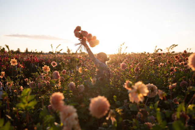Η Erin Benzakein ανυψώνει μια χούφτα Dahlias στο Floret Field