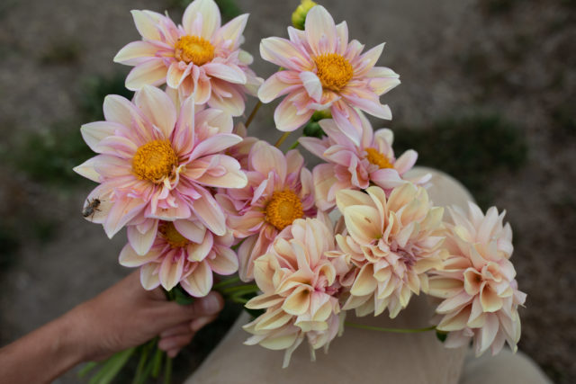 Μια χούφτα Dahlias αναπαραγωγής Floret