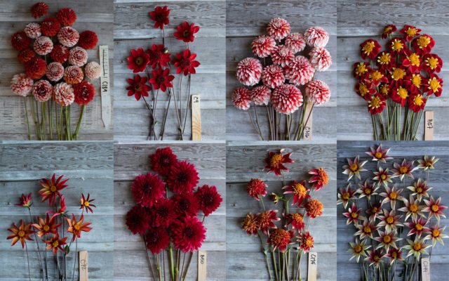 Κολάζ από κόκκινα floret αναπαραγωγή dahlias