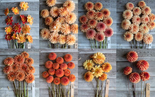 Κολάζ της πορτοκαλί φυλλογραφίας Dahlias