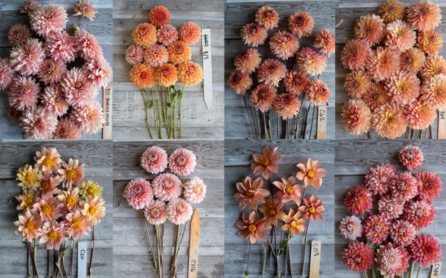 Κολάζ του ροδάκινου floret αναπαραγωγής dahlias