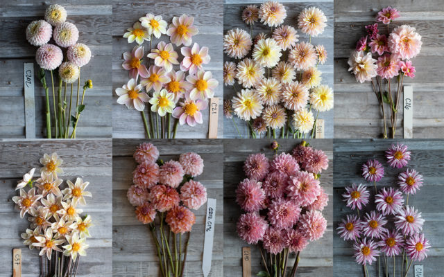 Κολάζ του Blush Floret Breeding Dahlias