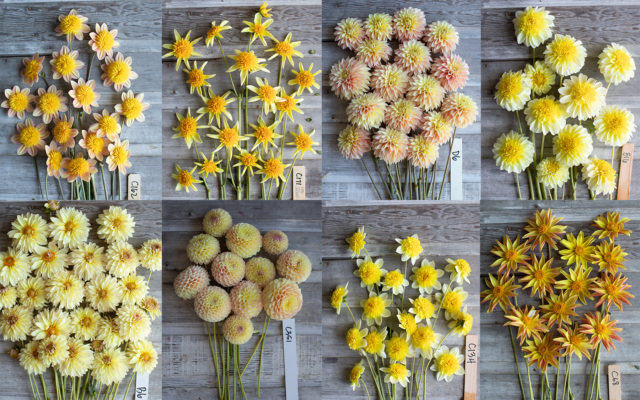 Κολάζ της κίτρινης εκτροφής Floret Dahlias