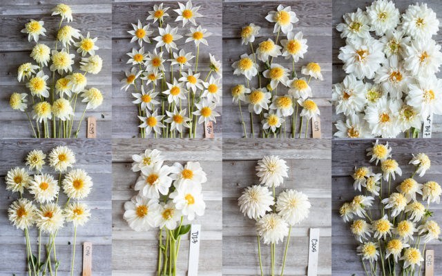Κολάζ της λευκής εκτροφής floret dahlias