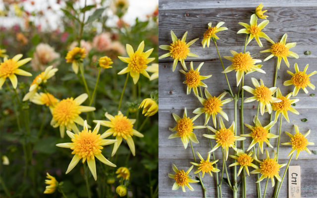Closeup και overhead της αναπαραγωγής Dahlia 'Little Miss Sunshine'