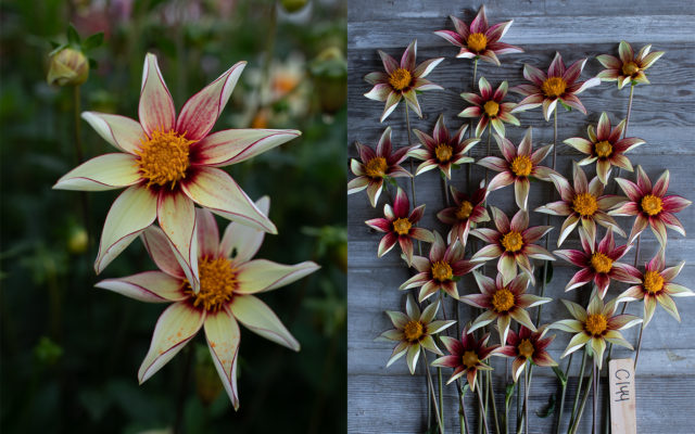Closeup και overhead της αναπαραγωγής Dahlia 'Firefly'