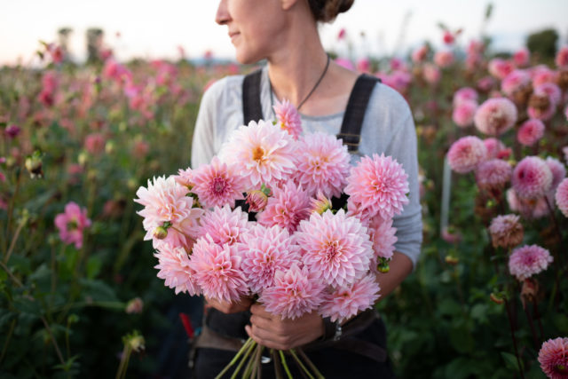 Η Erin Benzakein κατέχει μια δέσμη εκτροφής Floret Dahlias