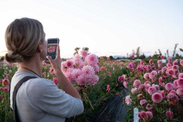 Η Erin Benzakein φωτογραφίζει μια δέσμη εκτροφής Floret Dahlias