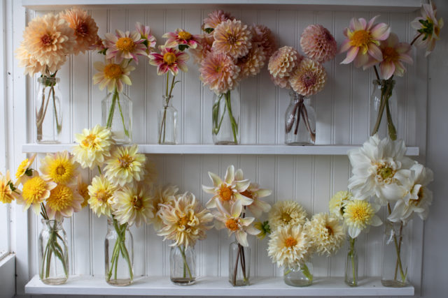 Τα ράφια της εκτροφής Floret Dahlias