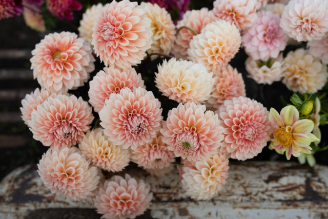 Κινηματογράφηση της αναπαραγωγής Floret Dahlias