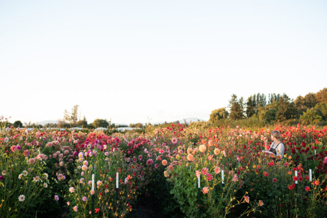 Erin Benzakein στο πεδίο αναπαραγωγής Floret Dahlia