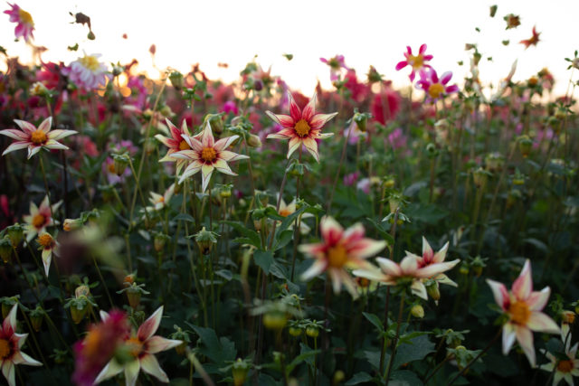 Firefly Floret Breeding Dahlia που αναπτύσσεται στον τομέα