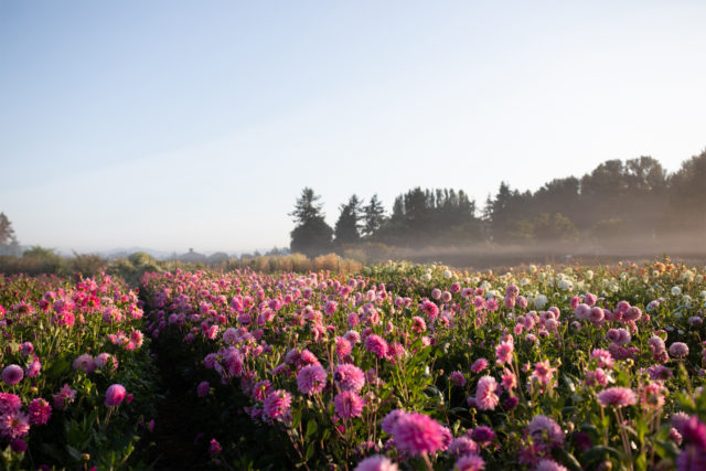 πεδίο της Floret Dahlias