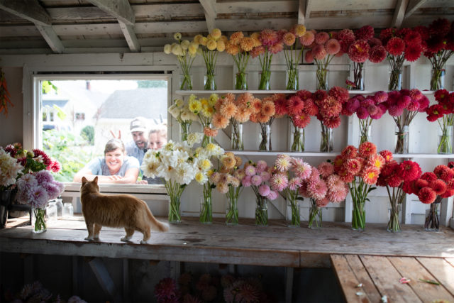 Ανακαλύπτοντας τους Dahlias πίσω από τις σκηνές