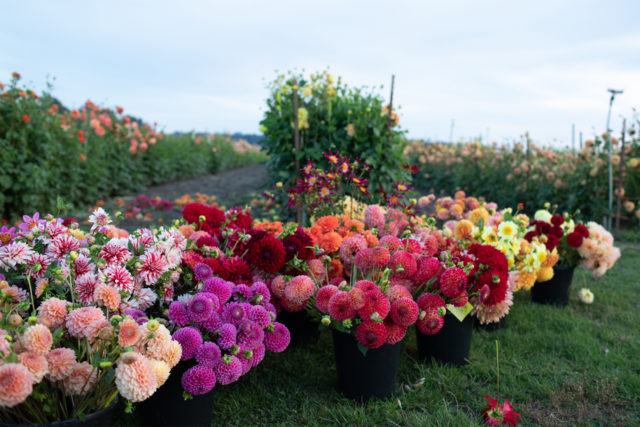 Κουβάδες του Dahlias στο Floret Field το σούρουπο