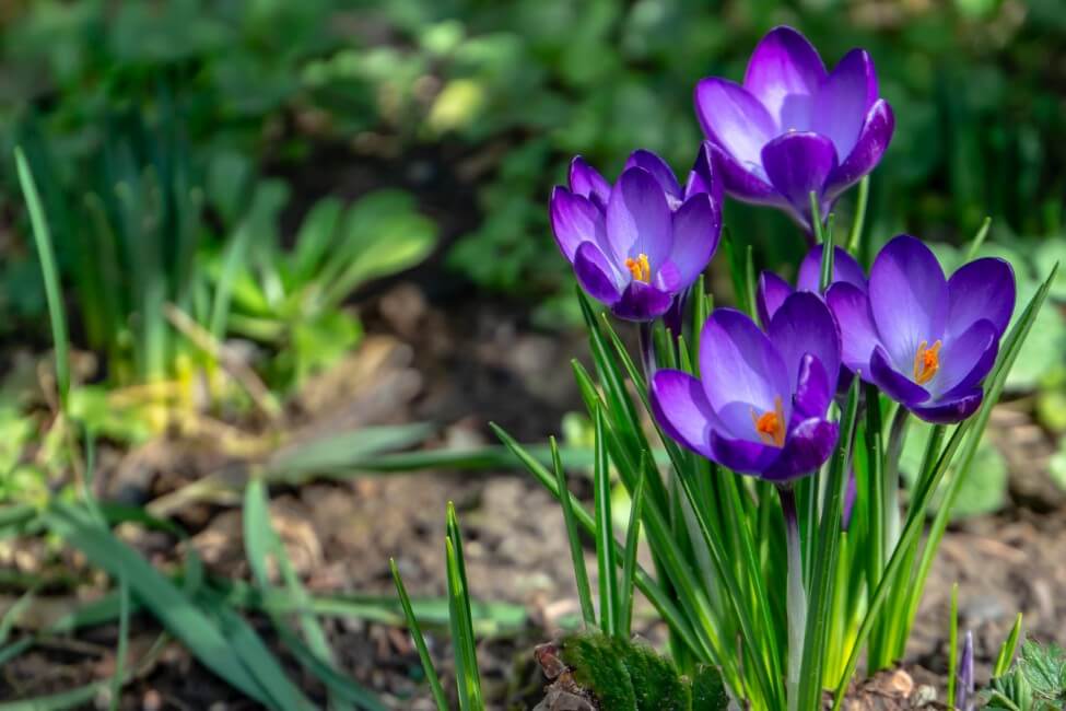 Purple Crocus Flowers