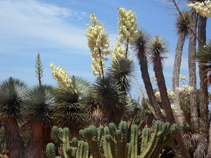 Φυτά φυτών Yucca στην έρημο